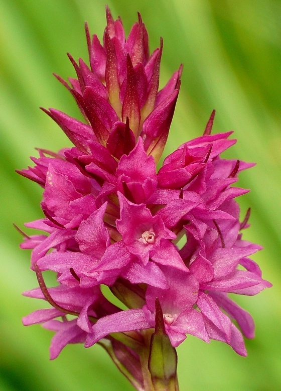 Nigritella, Dactylorhiza perverseemaltempo! Dolomiti luglio 2014.